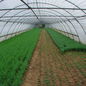 Greek Dill